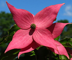 Scarlet Fire Cornus Kousa