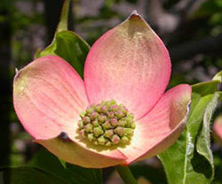Cornus florida rubra